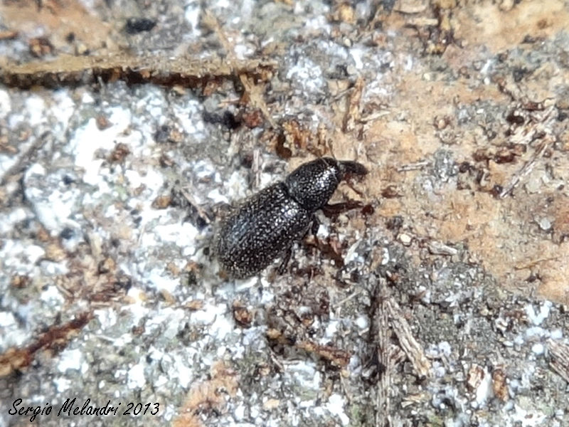 Pselactus spadix - Curculionidae Cossoninae